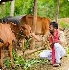 Cow Image