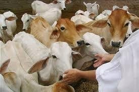 Cow Image
